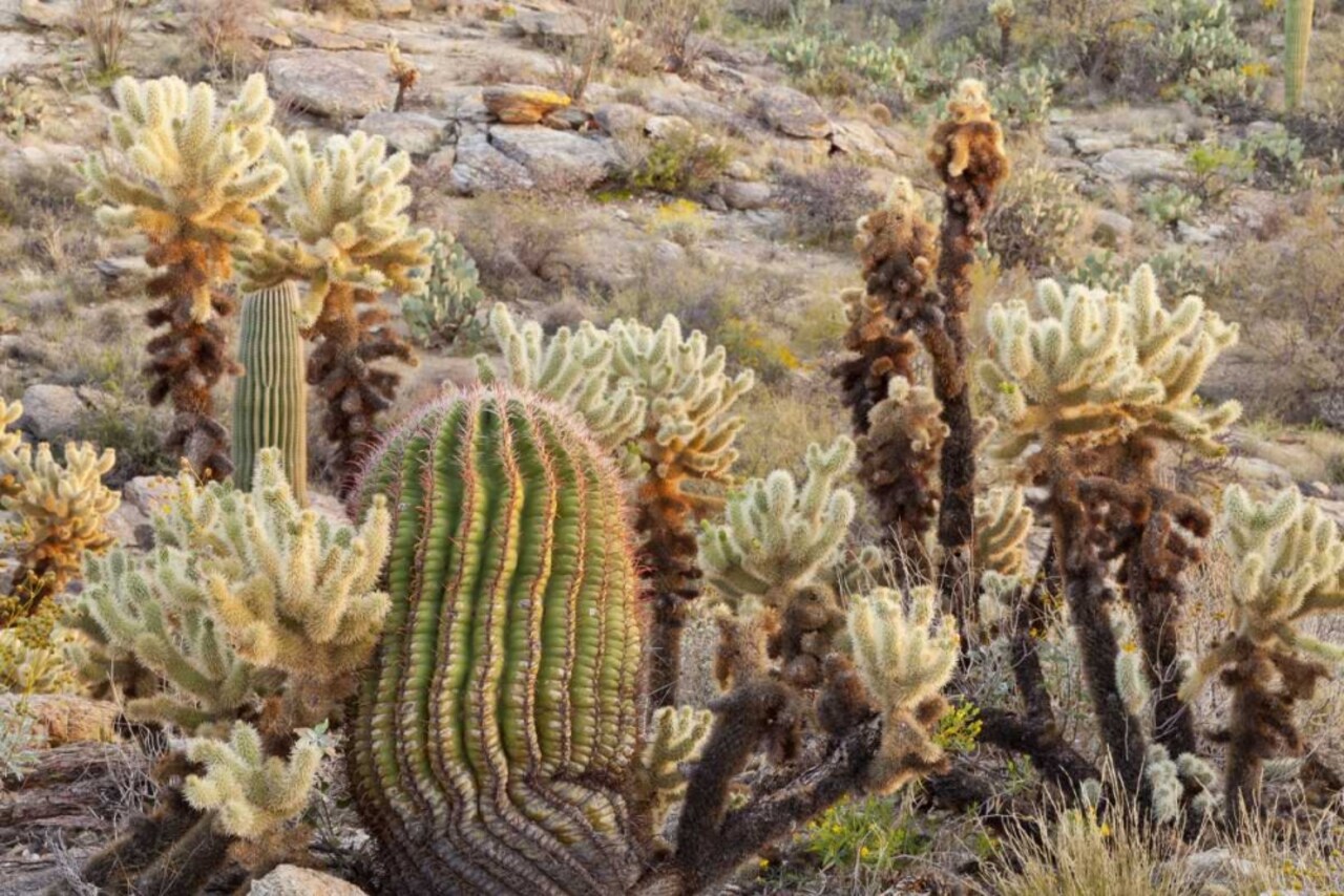 USA, Arizona, Tucson Desert scenic in Saguaro NP by Don Paulson - Item # VARPDXUS03BJA0135